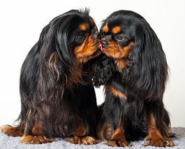 Chiot Cavalier King Charles Spaniel Du Domaine De Blakentan